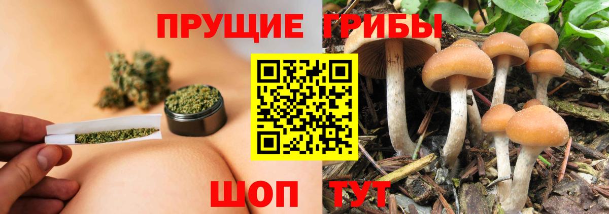 Галлюциногенные грибы Psilocybe  Муравленко 